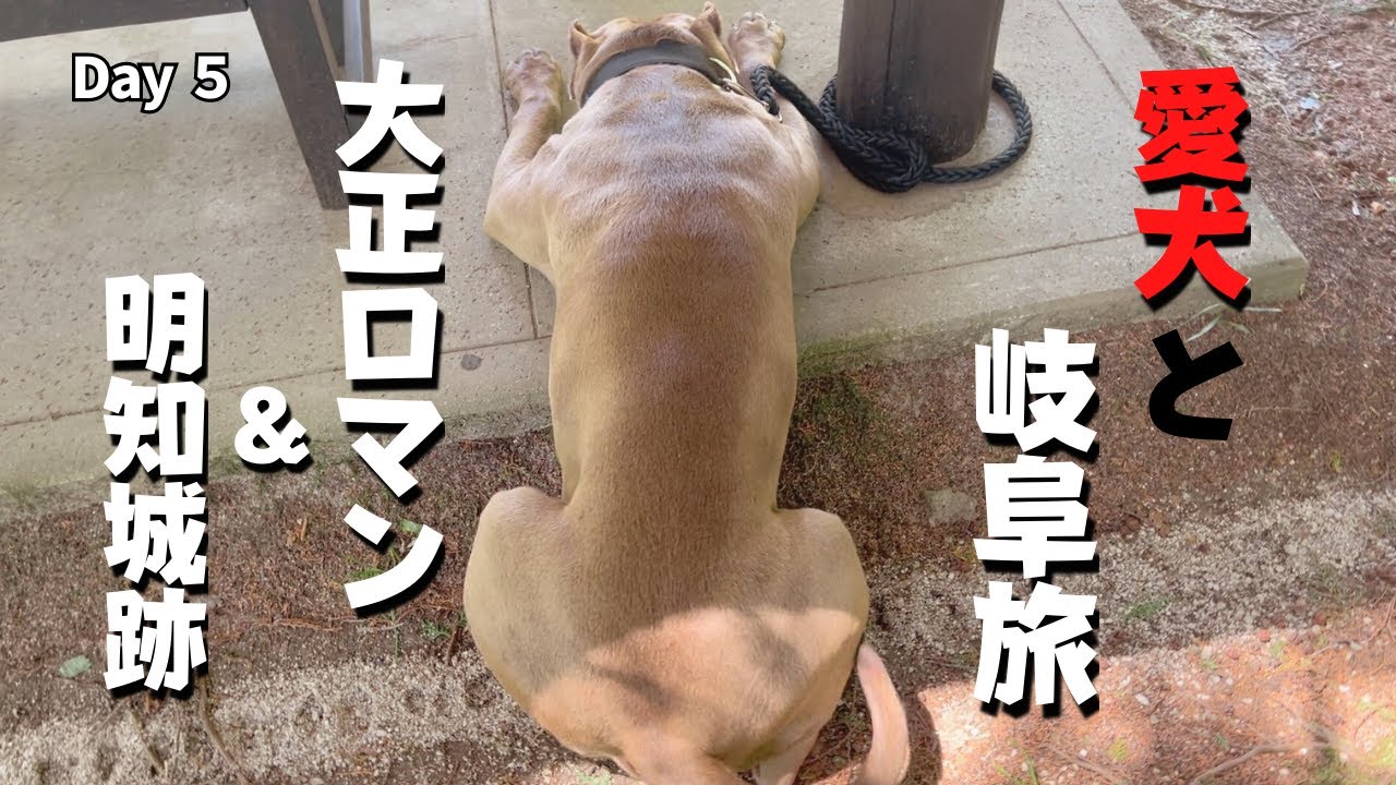 【犬連れ車中泊旅】日本大正村、明知城跡、森散歩からの〜昭和の香りただようレストランでワクワク晩餐♪岐阜県堪能の旅Last Day 5