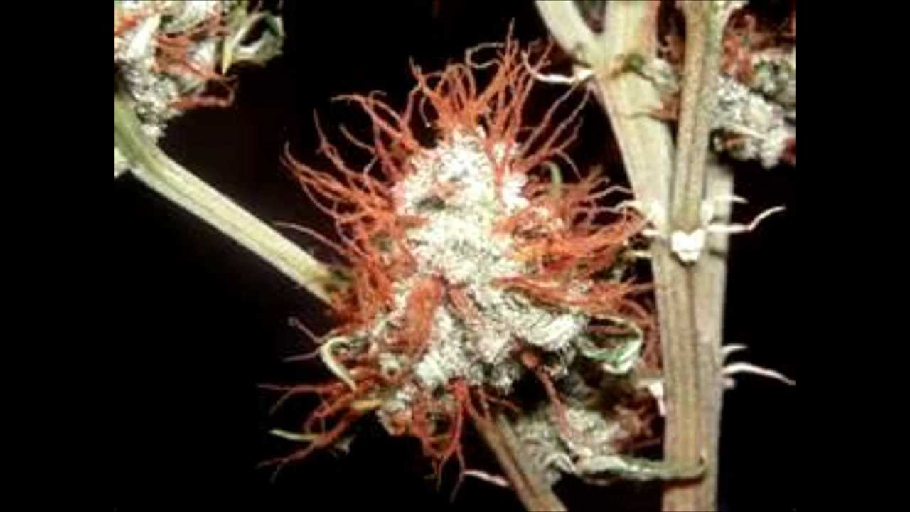 The best weed song ever 