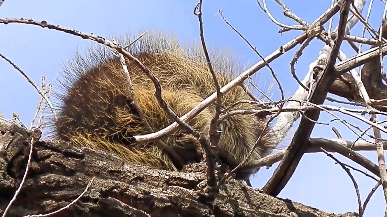 A Porcupine in a tree near Helen Schuler (in Lethbridge, Alberta) in mid-January.