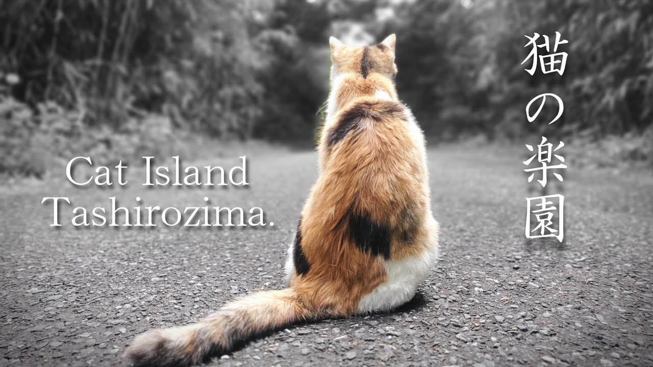 猫の島へひとり旅。そこは予想以上に猫まみれだった！石巻市田代島。🐈️🐈️🐈️ASMR Japan's Cat Island Tashirozima.