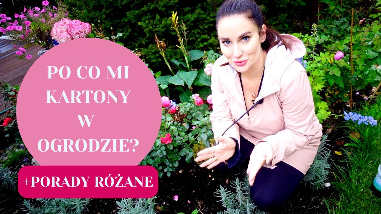 RABATY NA KARTONACH - CZYLI CO ZAMIAST AGROWŁÓKNINY I JAK STOSUJĘ W SWOIM OGRODZIE + JESIENNE RÓŻE