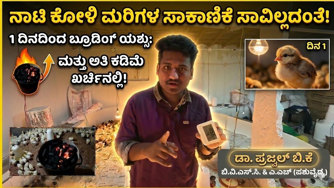 ದೇಸಿ ನಾಟಿ ಕೋಳಿ ಮರಿಗಳು 1 ದಿನದಿಂದ ಬ್ರೂಡಿಂಗ್ ಹೇಗೆ ಮಾಡಬೇಕು? | #DesiKoliMari #NatiKoli #DrPashuKannada |