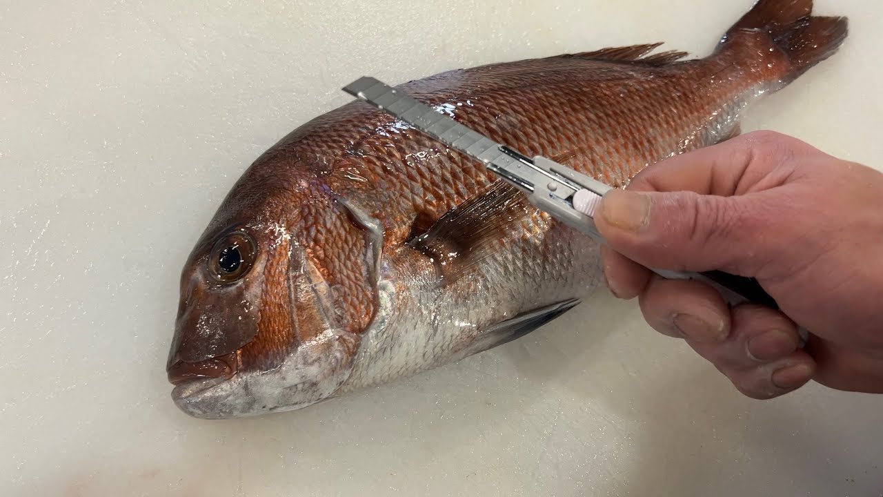 【凄技】100均のカッターで鯛をさばく！