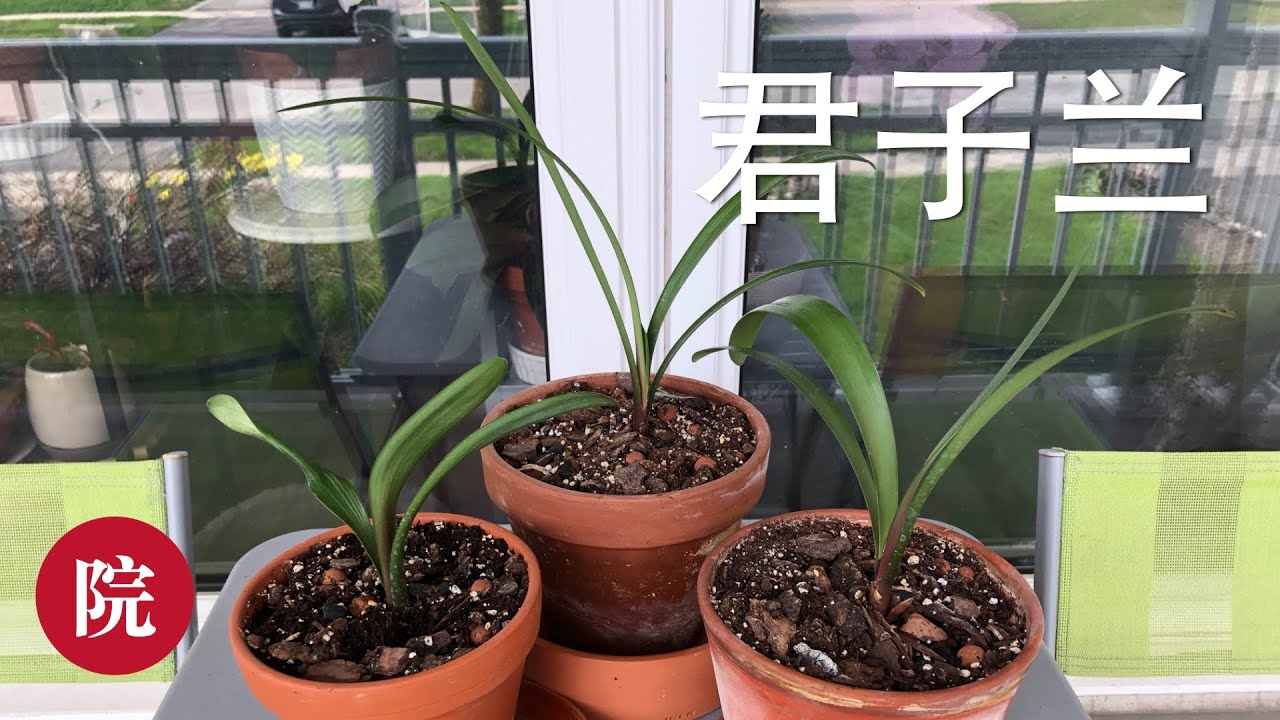 【彬彬有院】花•如何给君子兰换盆