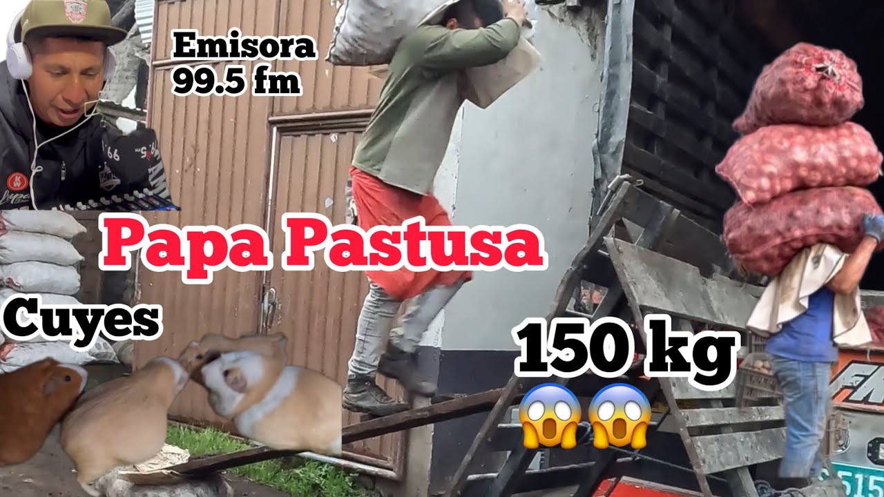 Cargando unos de los mejores productos agrícolas de Colombia (Papa Pastusa)