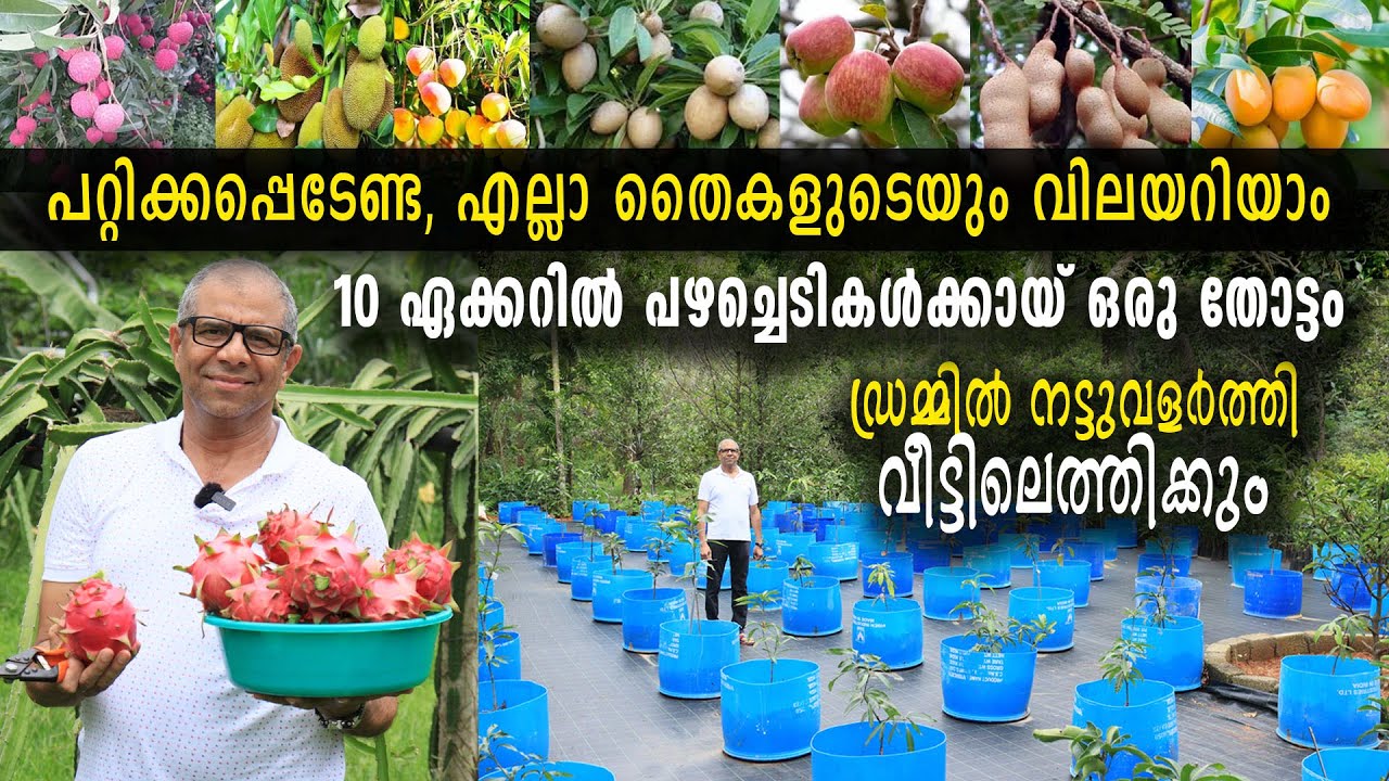 10 ഏക്കറിലെ പഴത്തോട്ടം | ‍ഡ്രമ്മിൽ നട്ടുവളർത്തി വീട്ടിലെത്തിക്കും | Fruit Plant Home Delivery
