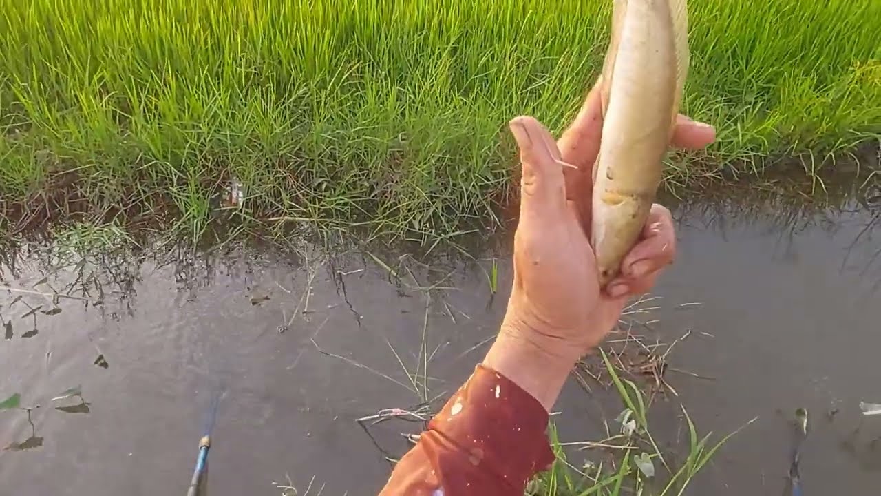 Xiệt cá lóc đồng mương ruộng | kích cá miền tây 