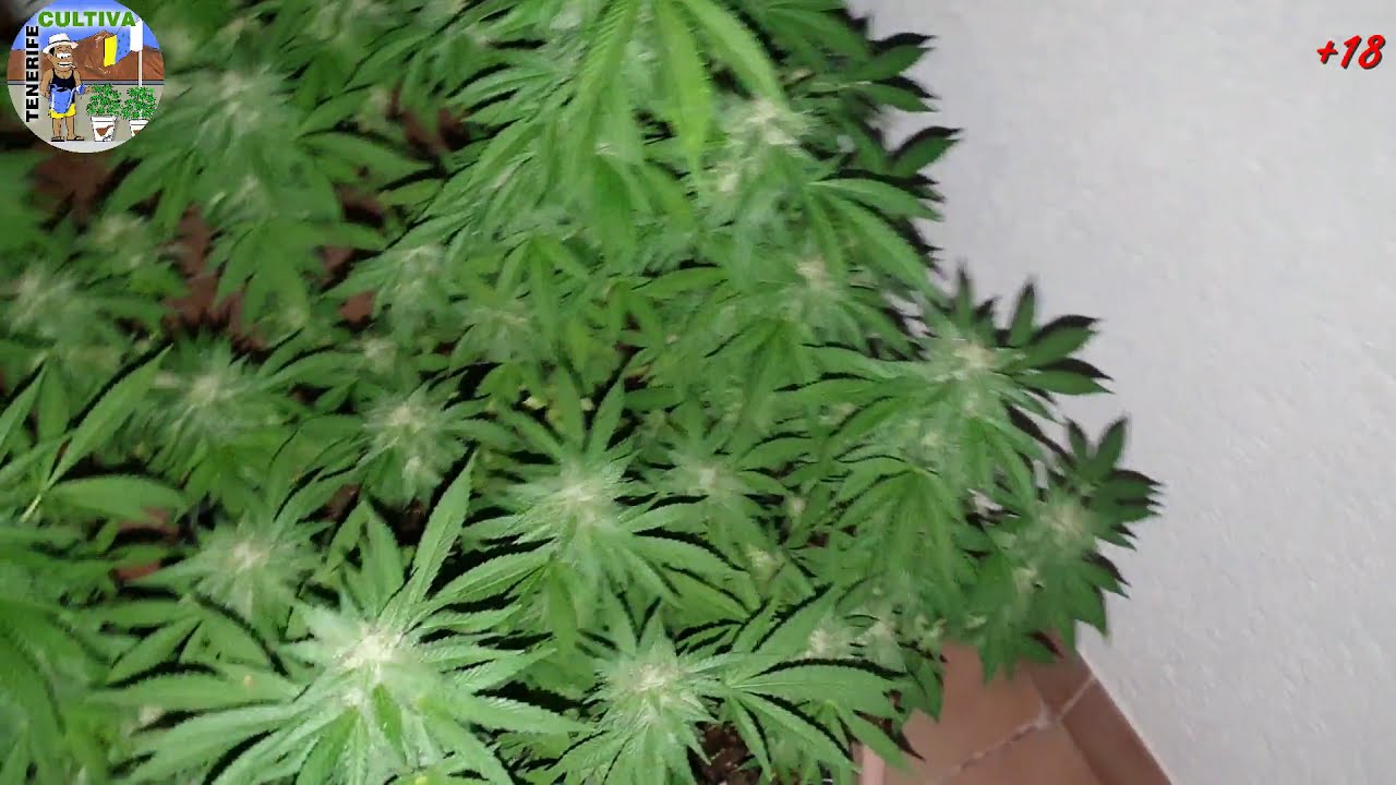 (HD) SOUR DIESEL T&eacute;cnica LST. Ripper seeds. 5&ordf;Sem. de FLORA. Cultivo CANNABIS medicinal EXTERIOR.