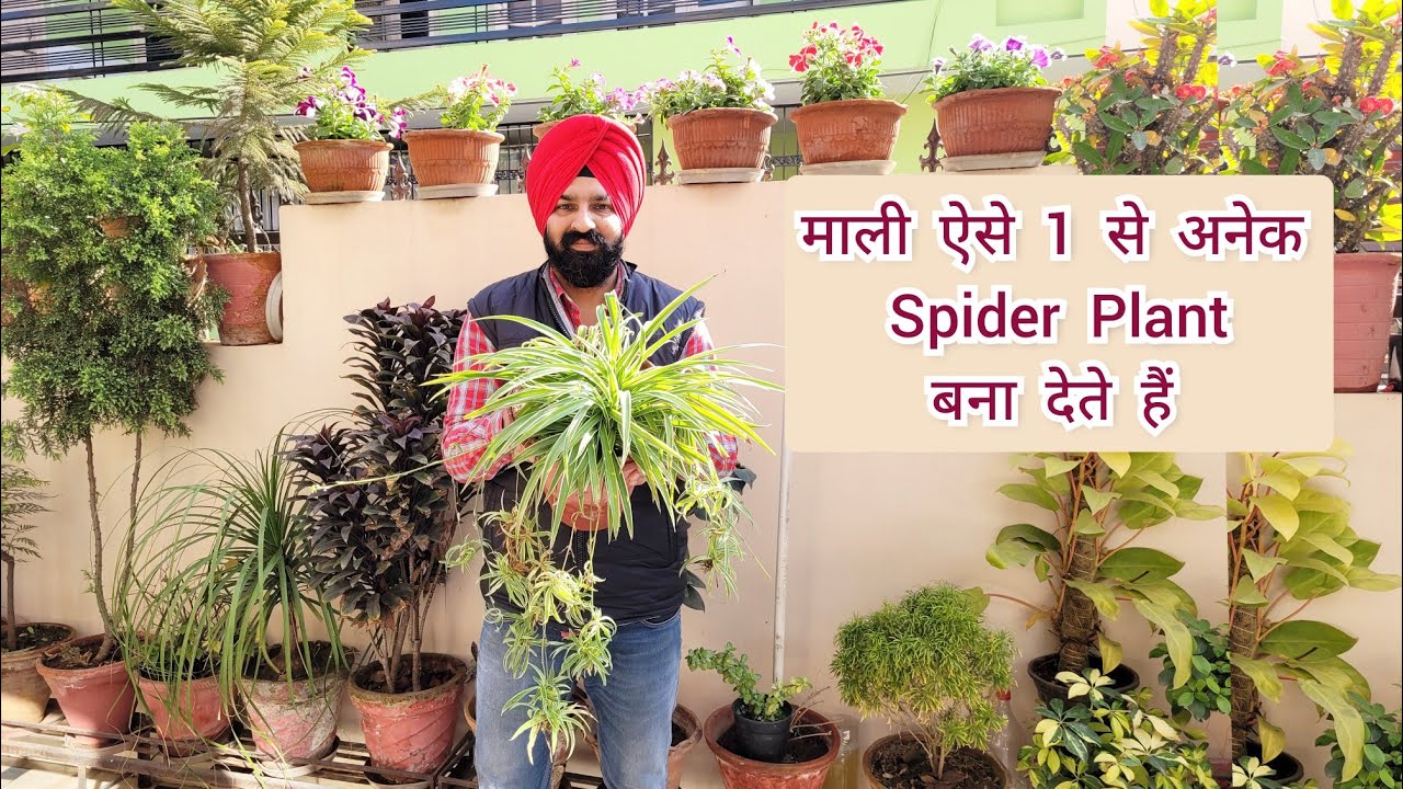 Spider plant care & propagation