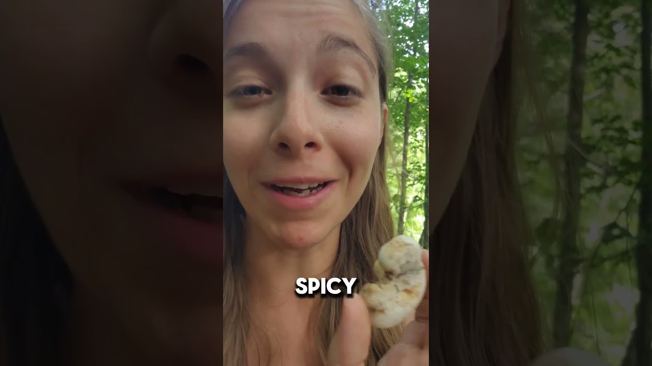 Spitting some facts about the Lactarius genus of fungi. #funfacts #fungi #mycology #educational