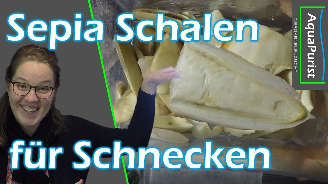 Sepia Schalen - mehr Kalk für die armen Schnecken (Teil 1)! Gehäuseschäden reparieren?!