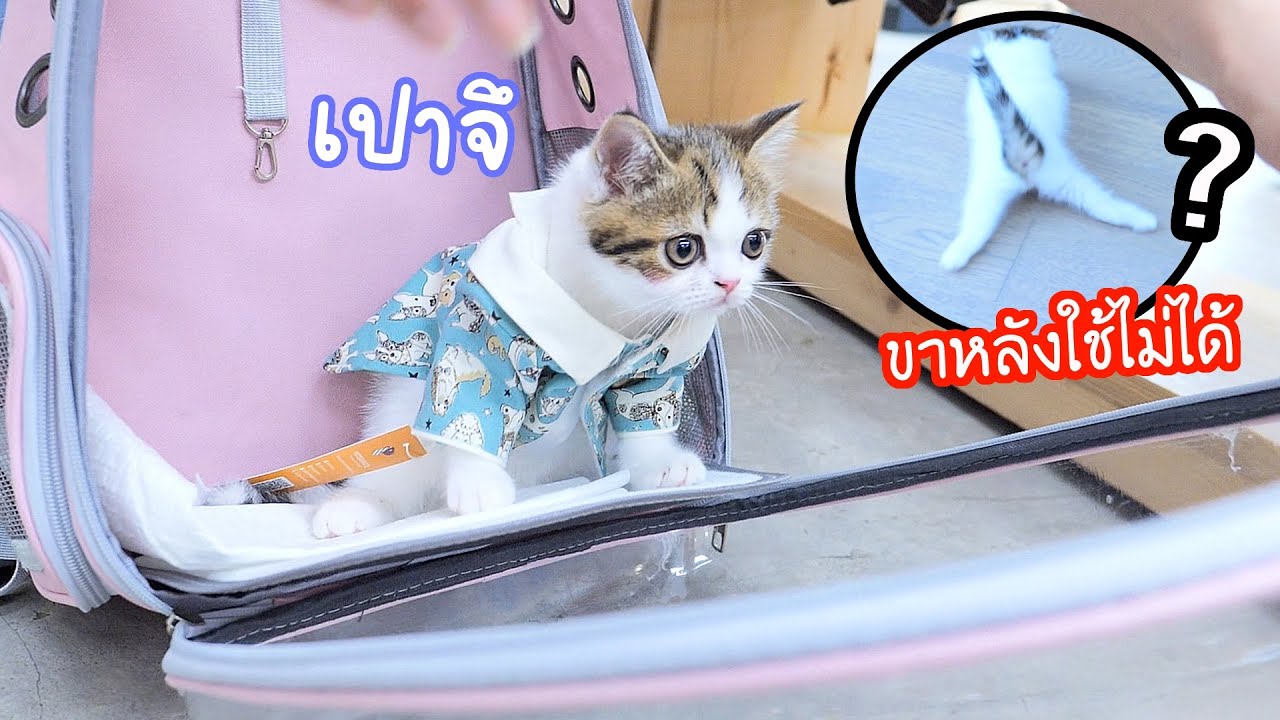 One day with เปาจึ! ขาหลังมีปัญหา? ทำไมเดินแบบนั้น!