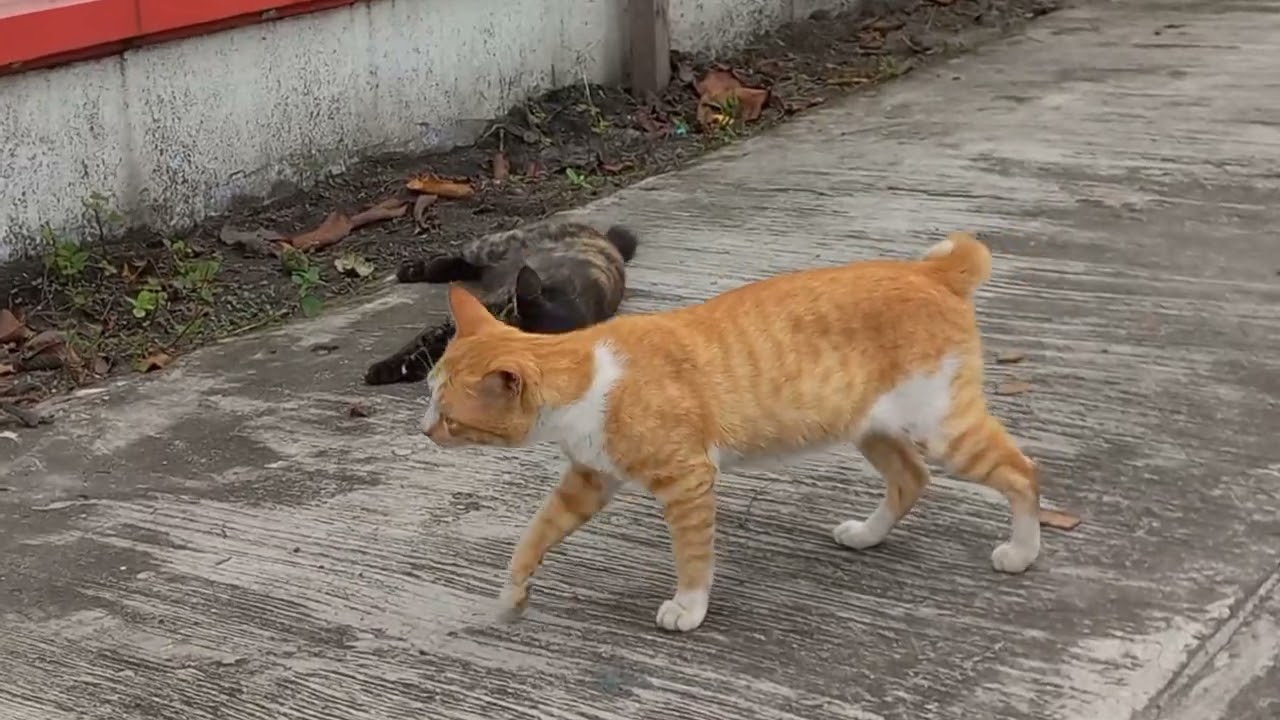 Merdeka Kopulasi ~ Omak...!!, Pesona Kucing Jangan Terlalu Diiniin, Apasih Namanya