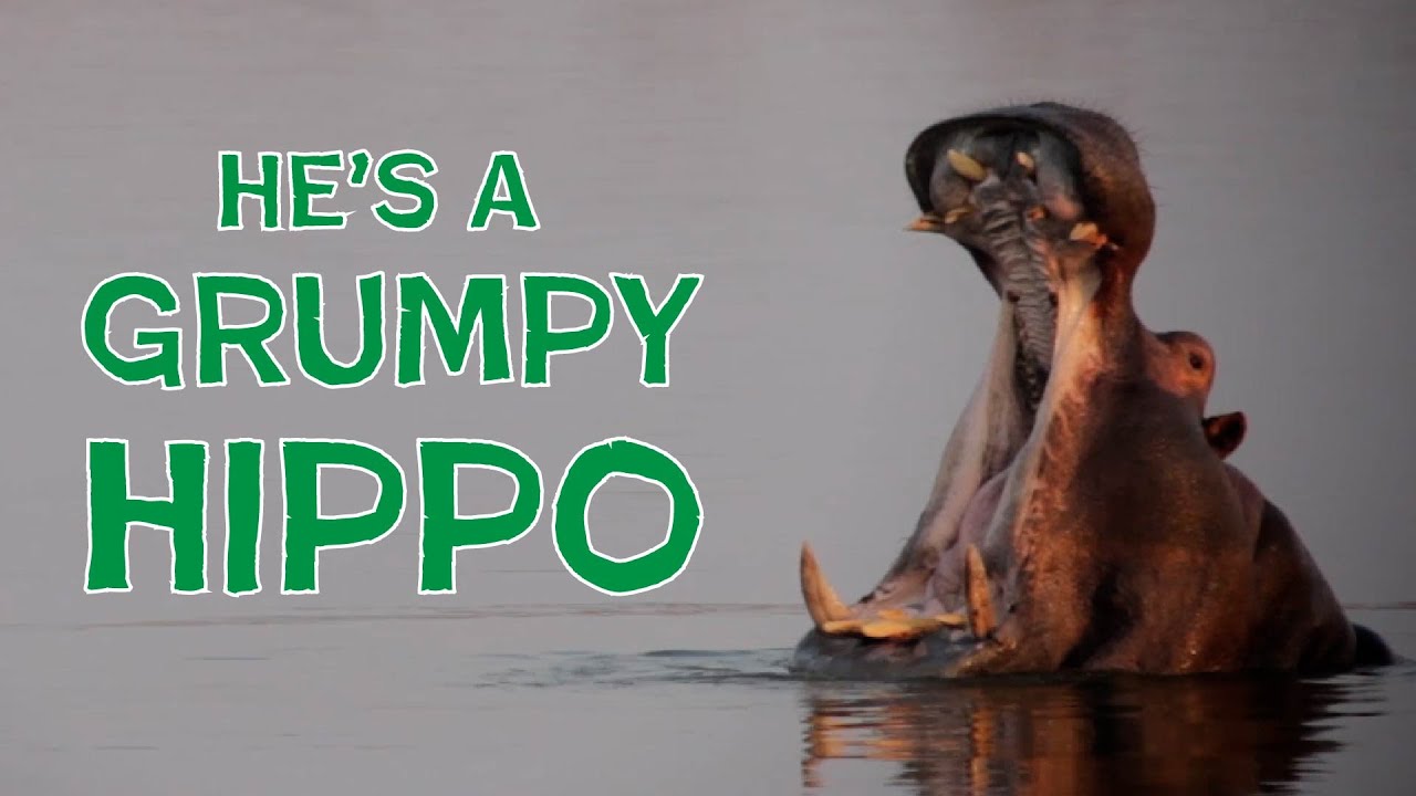Hank the Hippo