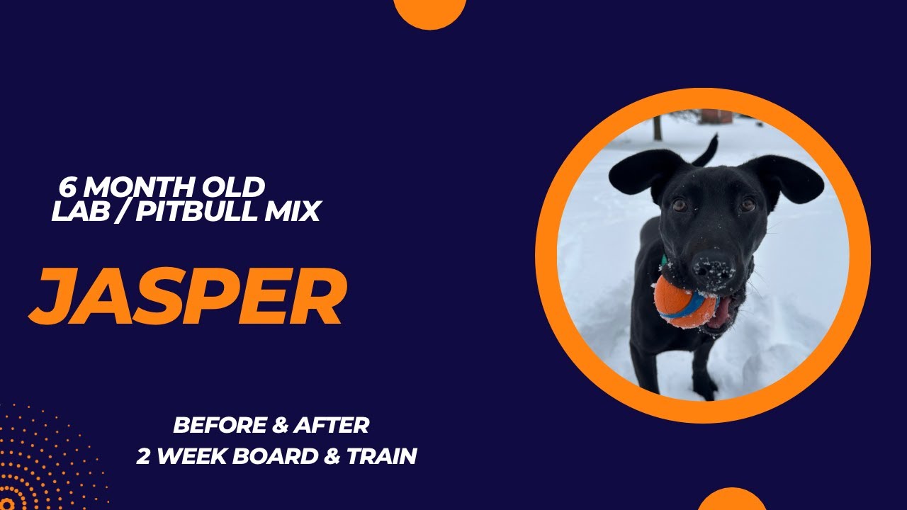 Jasper - 6 Month Old Lab / Pitbull Mix | Before & After 2 Week Board & Train