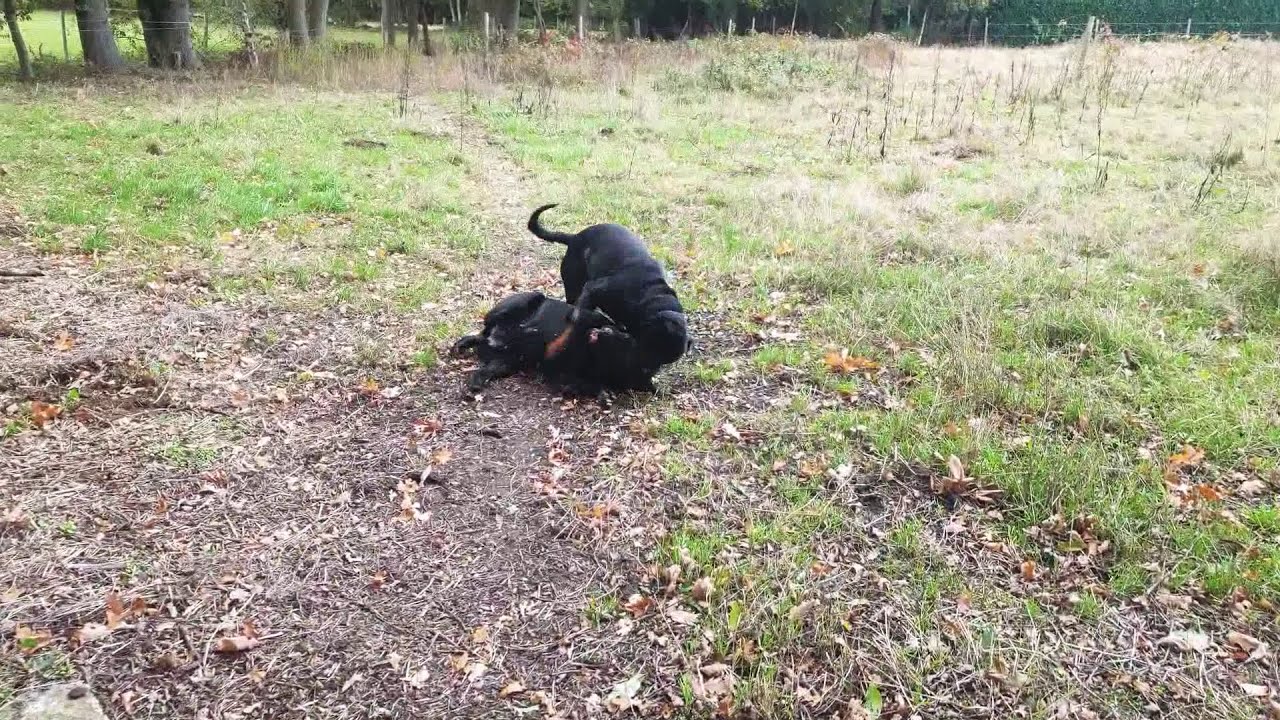 rottweiler vs cane corso