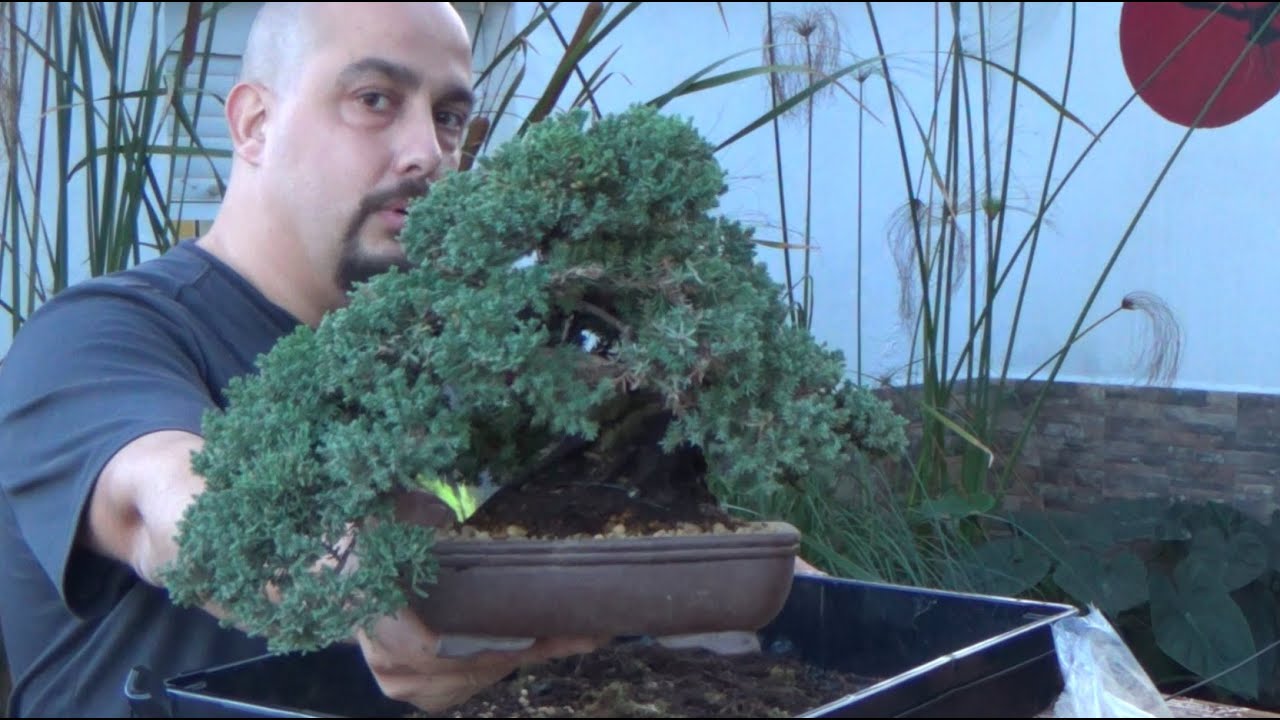 Trasplante sonare shohin