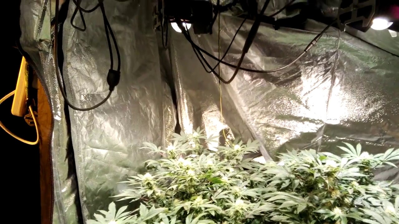 LED vs HPS grow diary UK day 29 of flower