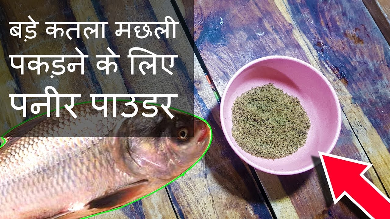 बड़े कतला मछली पकड़ने के लिए पनीर पाउडर Amazing Primitive Fishing Paneer Powder Dust For Catla