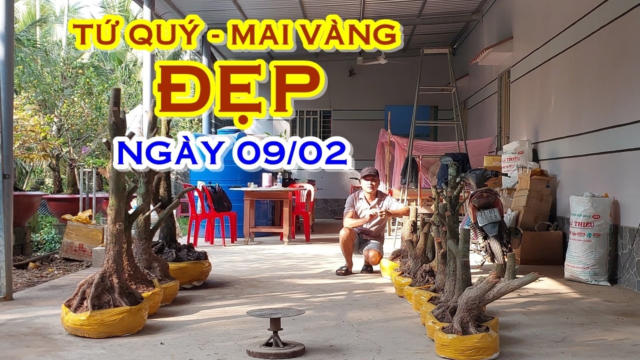 PHÊN 📲 O368831191 GIÁ TỐT - MAI TỨ QUÝ, MAI VÀNG GIAO LƯU NGÀY 09/02 