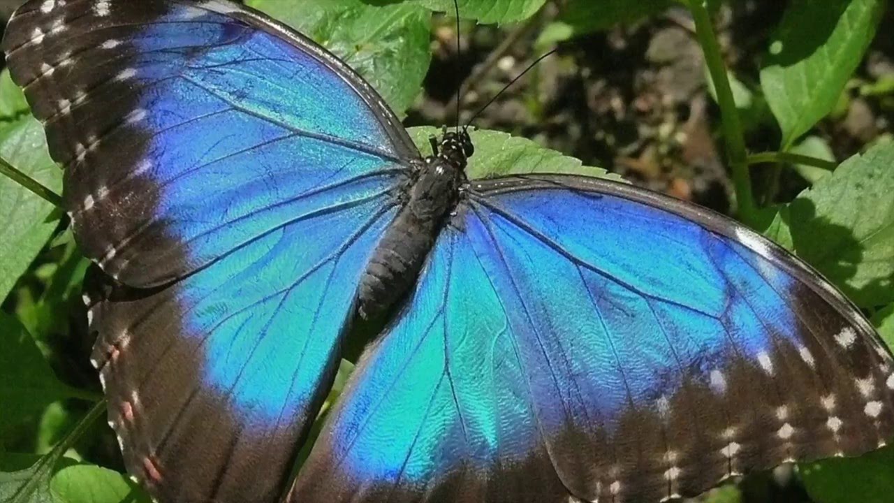 Факты о бабочке Blue Morpho