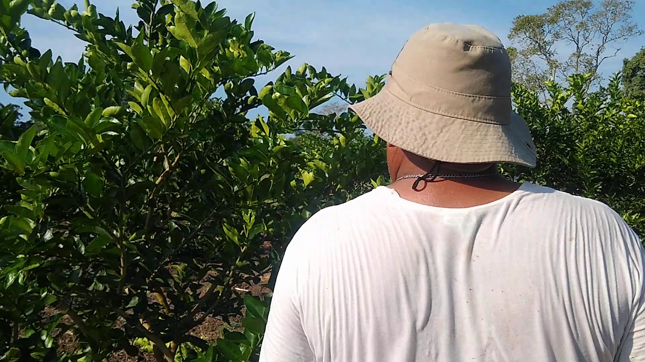 En la poda del árbol de limón.
