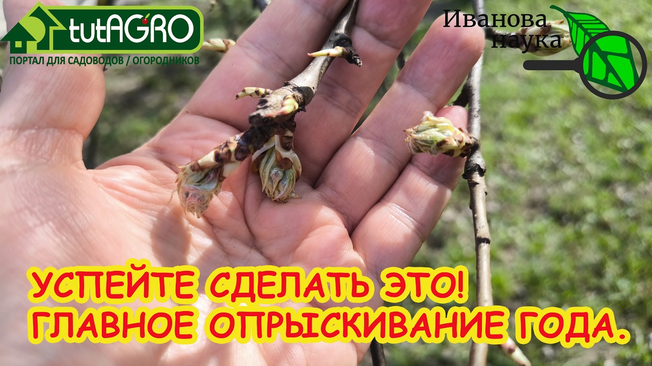 Не пропустите этот момент! Самая важная обработка сада весной. Успейте до цветения! Обработка сада.