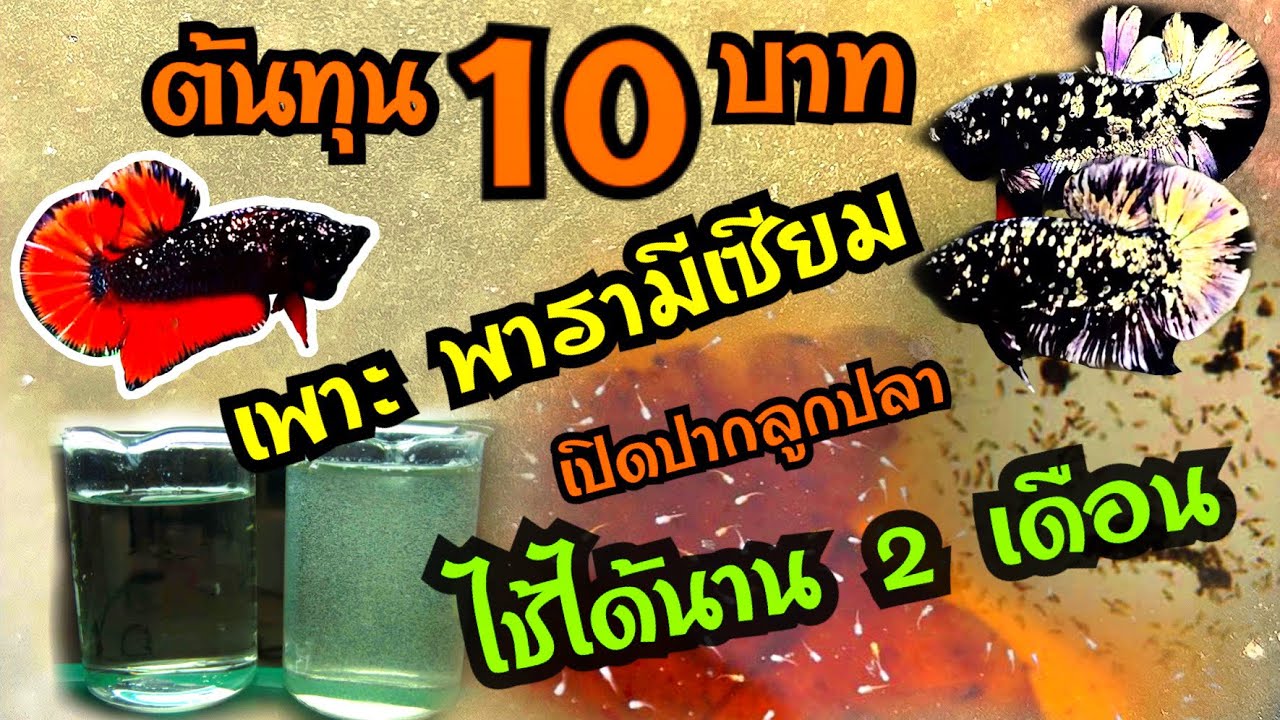 ..เทคนิคการทำพารามีเซียม ด้วยงบ 10 บาท ไช้อนุบาลลูกปลาได้นาน 2 เดือน EP.17