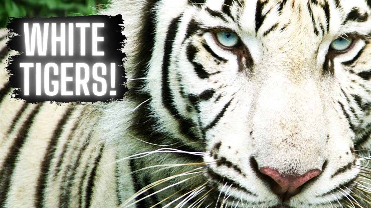 No More White Tigers? (Conservation & Inbreeding Issues)