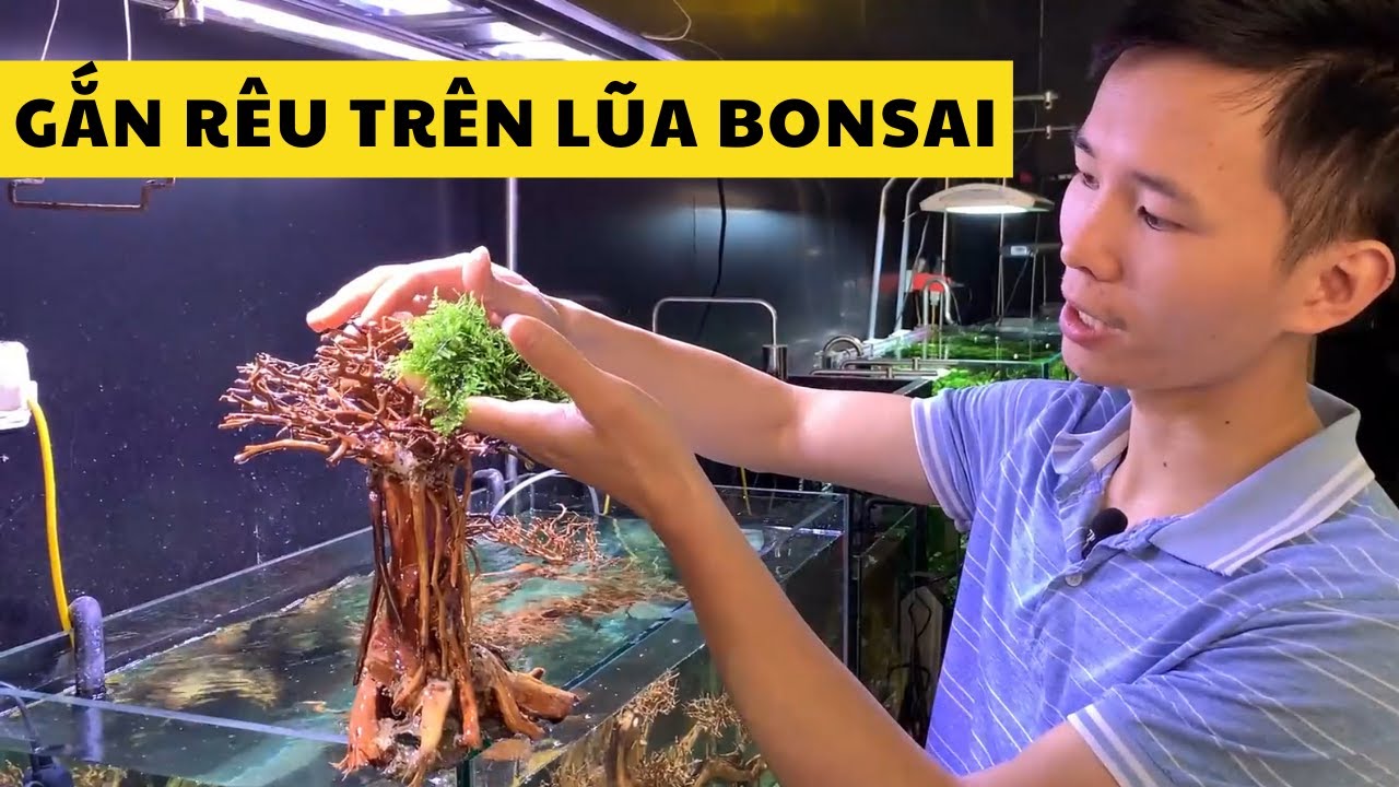Rêu mini taiwan và cách gắn lên lũa | Nguyễn Du aqua
