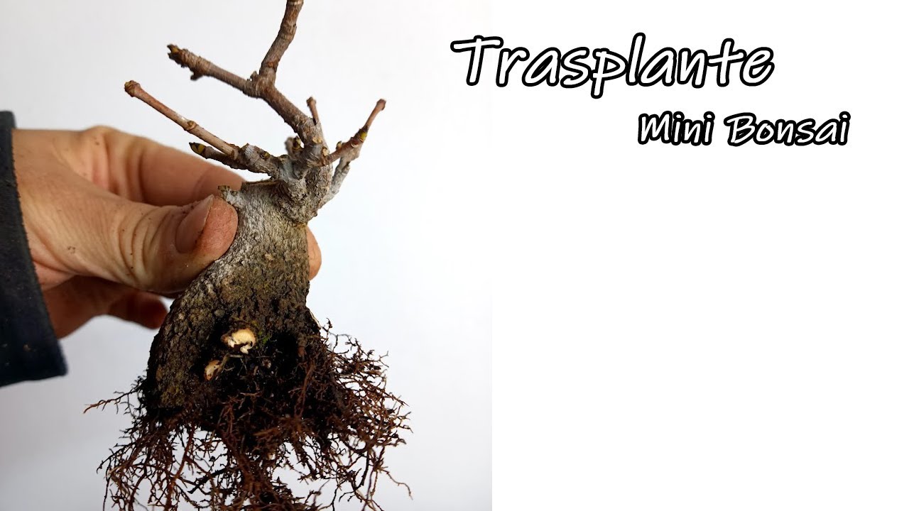 Trasplante de un Mini Bonsai de Arce