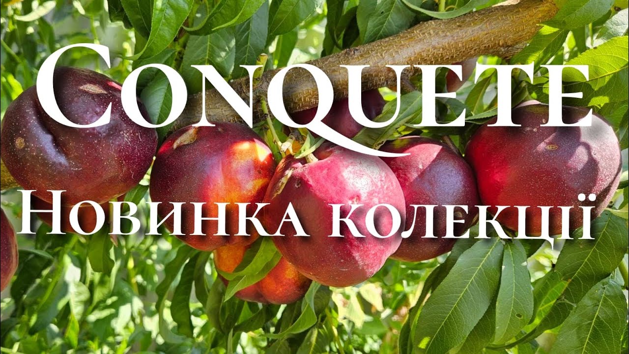 Нектарин Конквет.Nectarine Conquete.