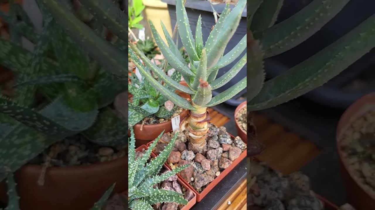 Little ALOE jewels! Some of my favorite mini succulent plants #shorts #succulents #aloe #rareplants