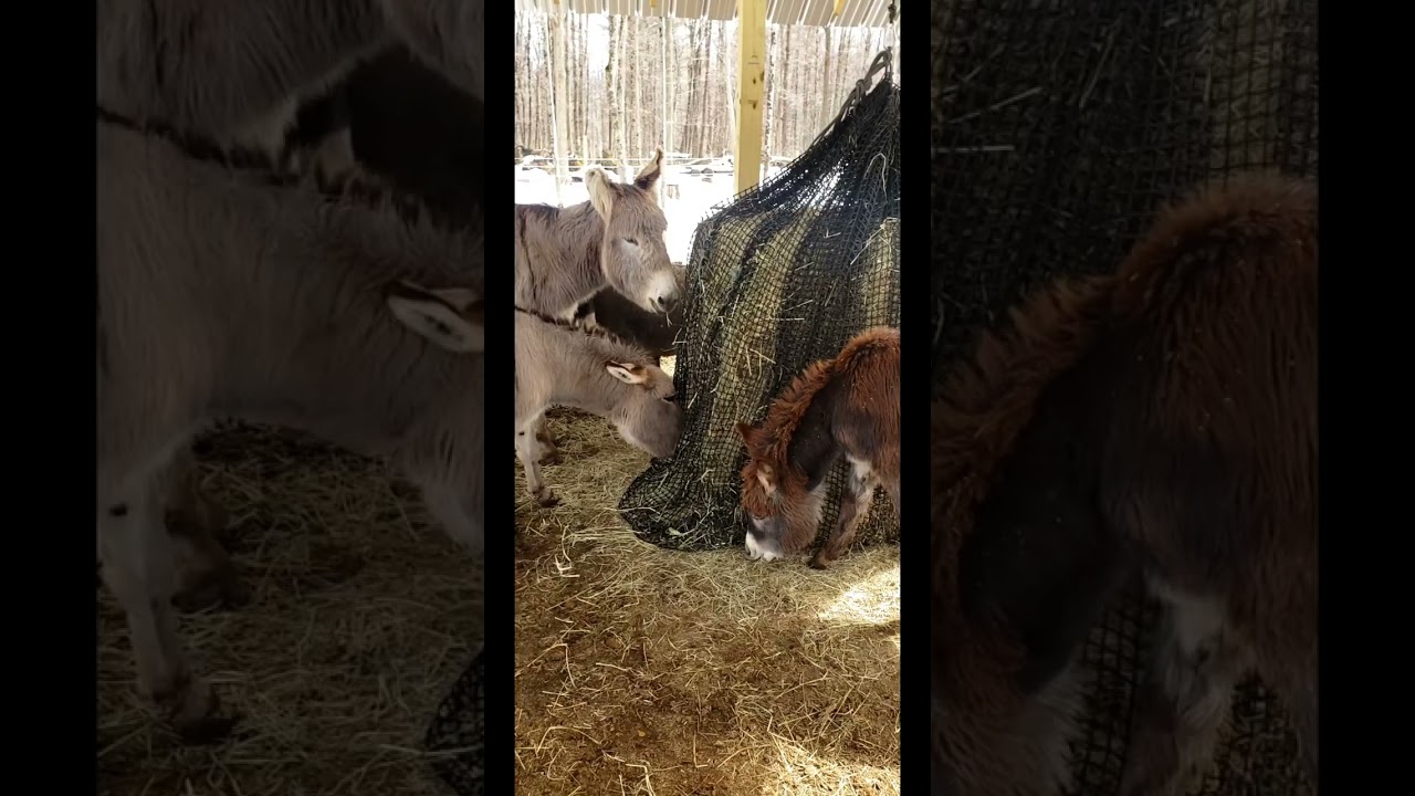Product Review : Slow Feed Hay Net for Horses / Donkeys /Burros