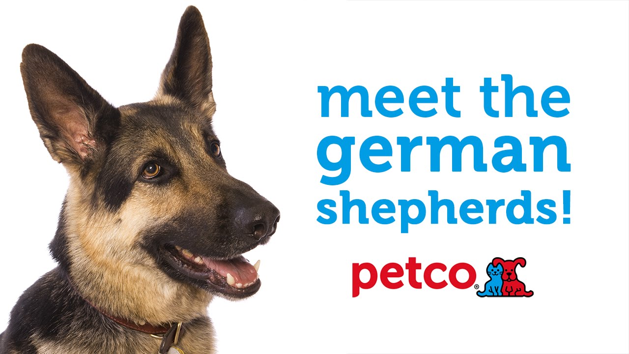 German Shepherds: Meet the Dog Breed with Petco