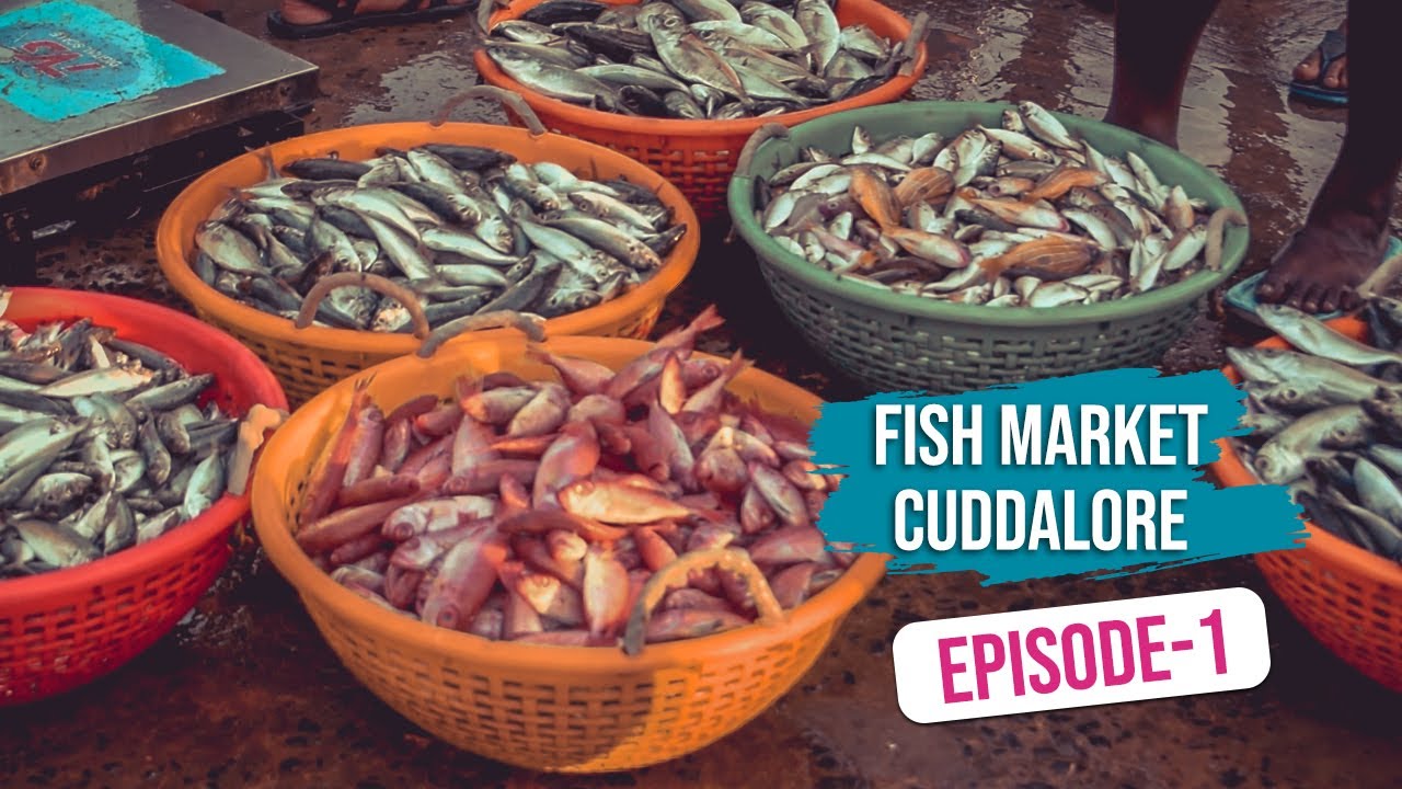 Cuddalore OT Fish Market | Harbor |  Amazing Biggest Fish Markets in Cuddalore | Episode 1