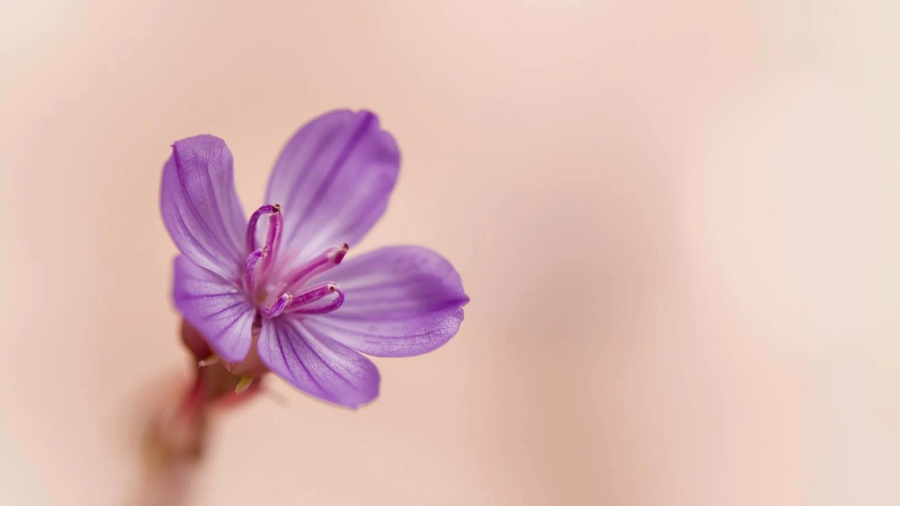 My Purple Love/ TV Art