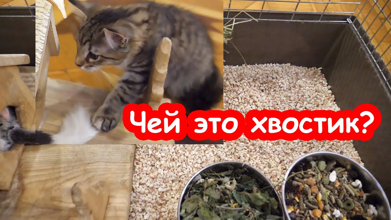 Уборка у шиншилл. Вредные котята