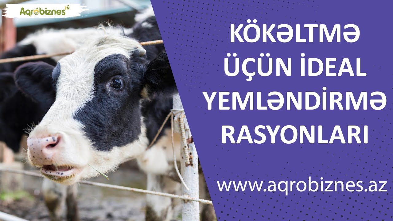 Kökətmə üçün ideal yemləndirmə rasyonları