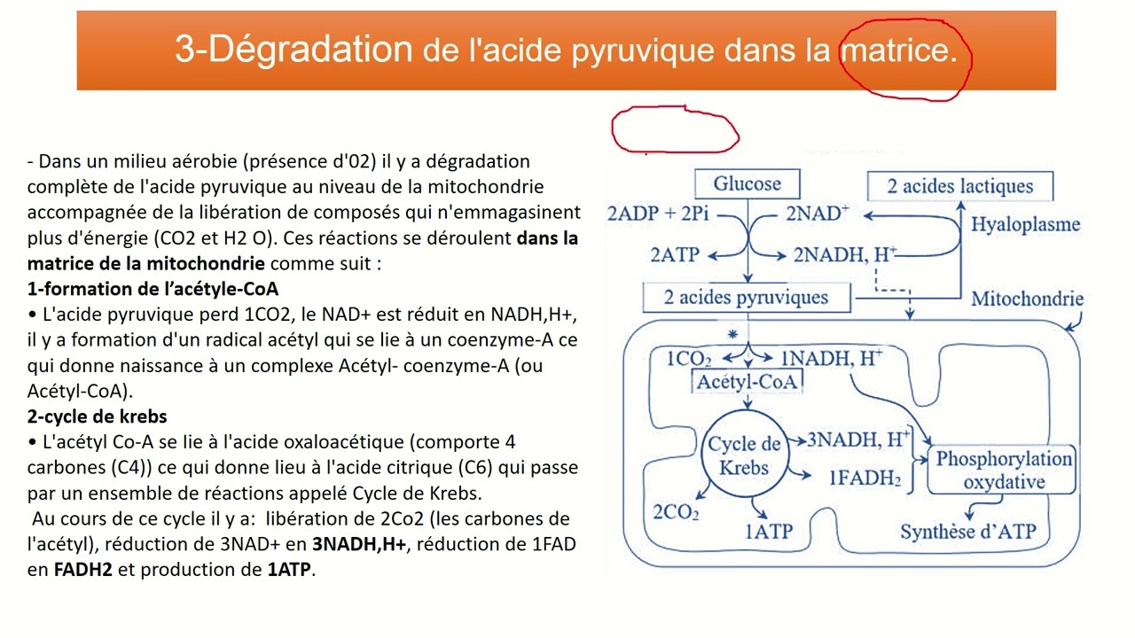 Les réactions responsables de la libération de l'énergie emmagasinée dans la matière organique