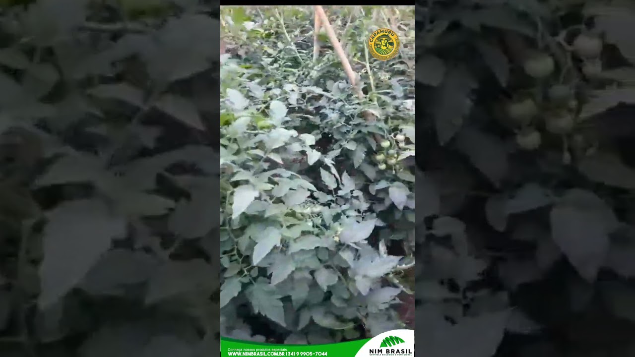 422 - Lavoura de Tomate: Controle eficaz da riscadeira/larva minadora, traça, com óleo de neem