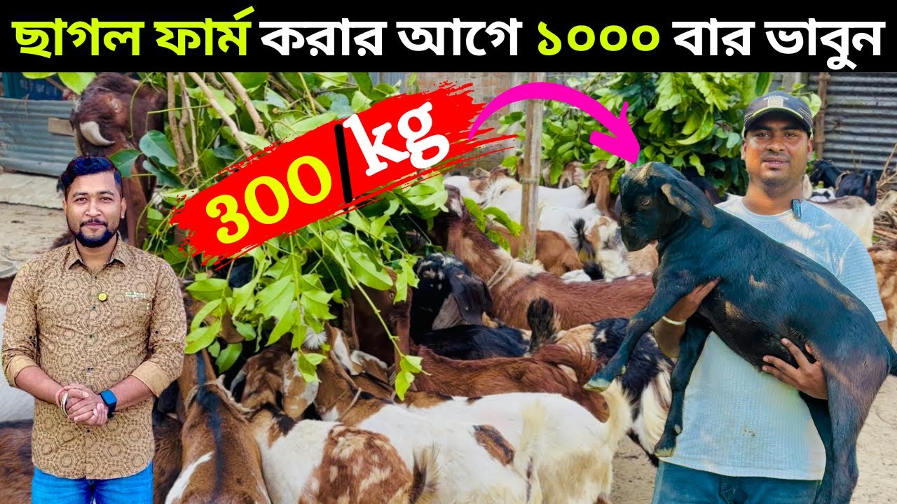 ছাগল ফার্ম করার আগে ১০০০ বার ভাবুন।৩০০ টাকা/কেজি ছাগল কিনুন।