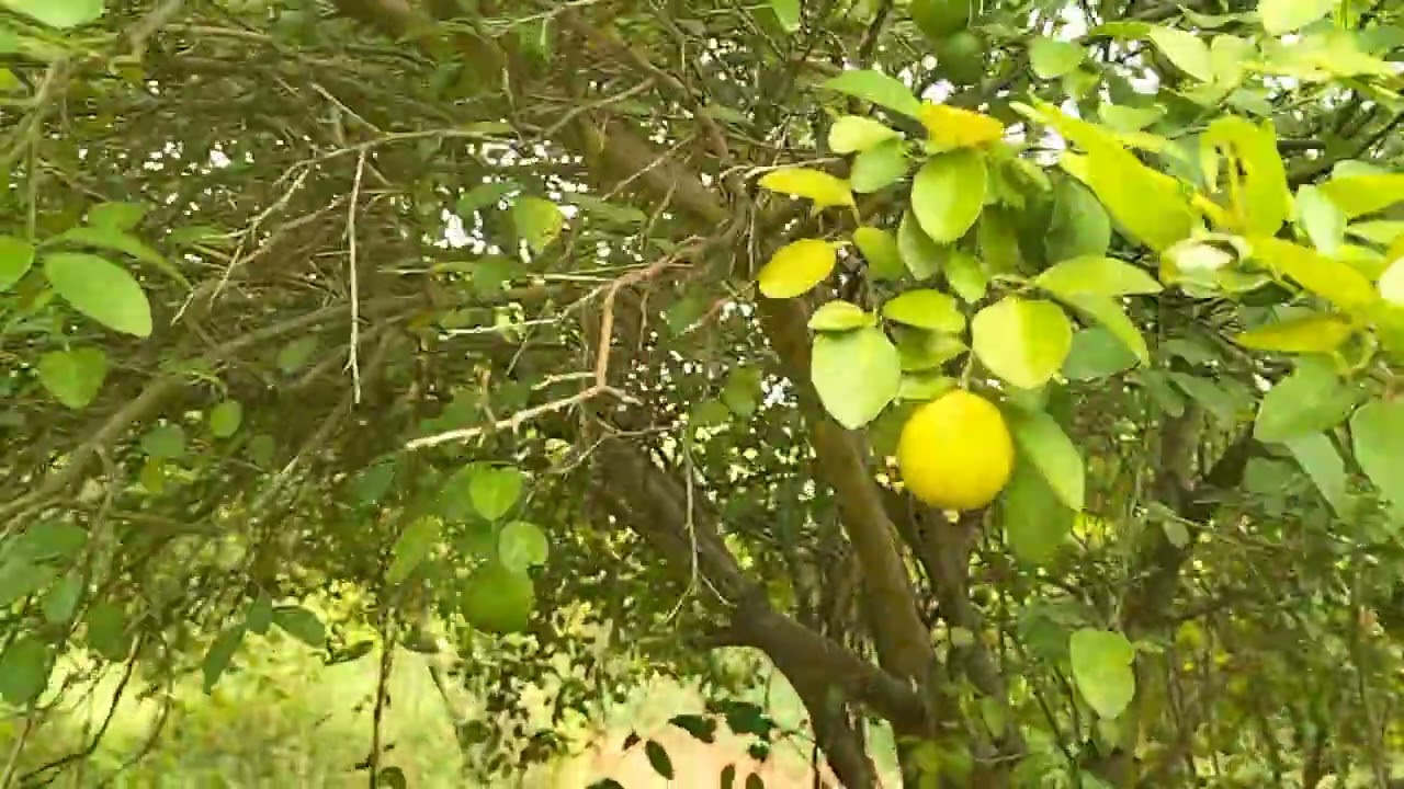 4. 5 acre agriculture farm land for sale ph 8971607967.