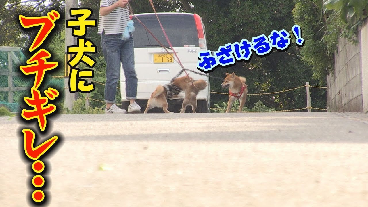 大事件発生！！全く絡まなくなった豆柴兄妹・・・
