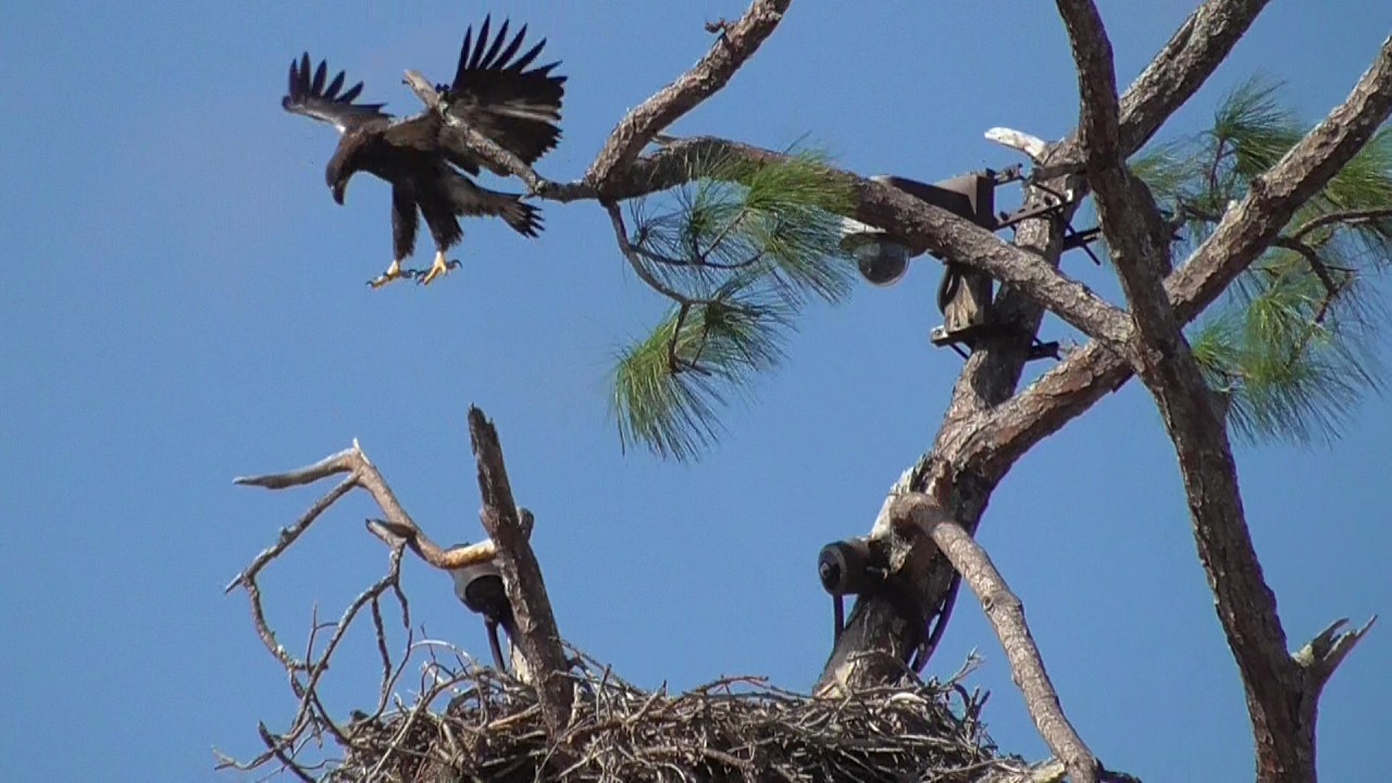 SWFL Eagles_Stunning Hovers For E26. M Escorts Visitors From Area/Brings E26 3 Food Items 03.06.26