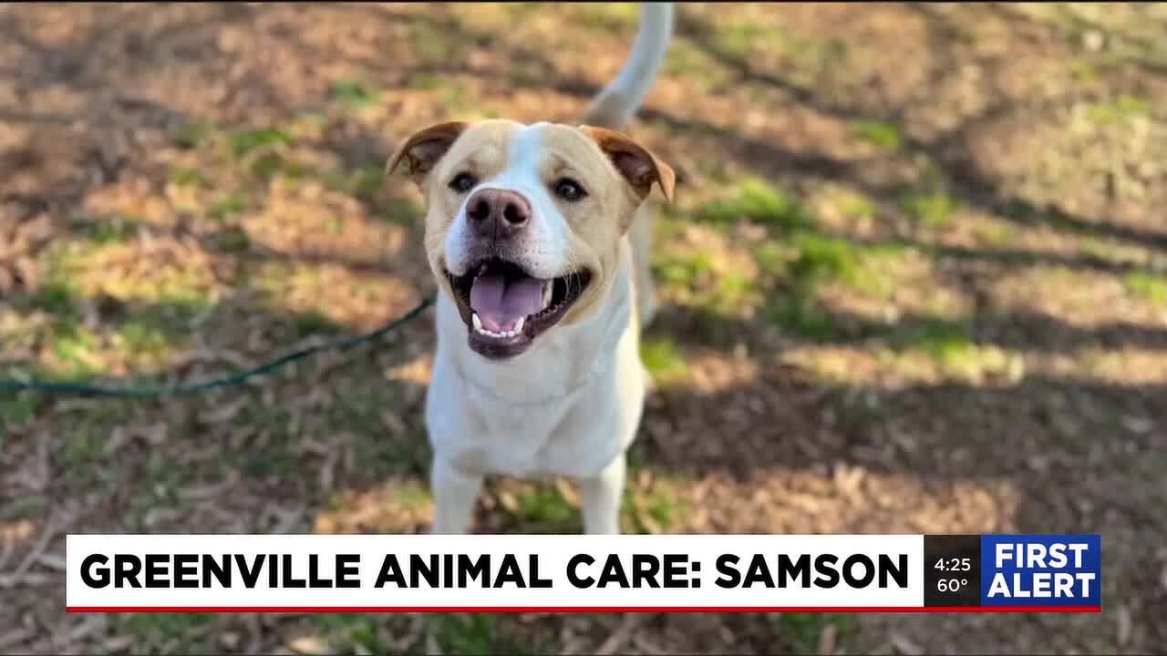 Four Legged Friends: Samson
