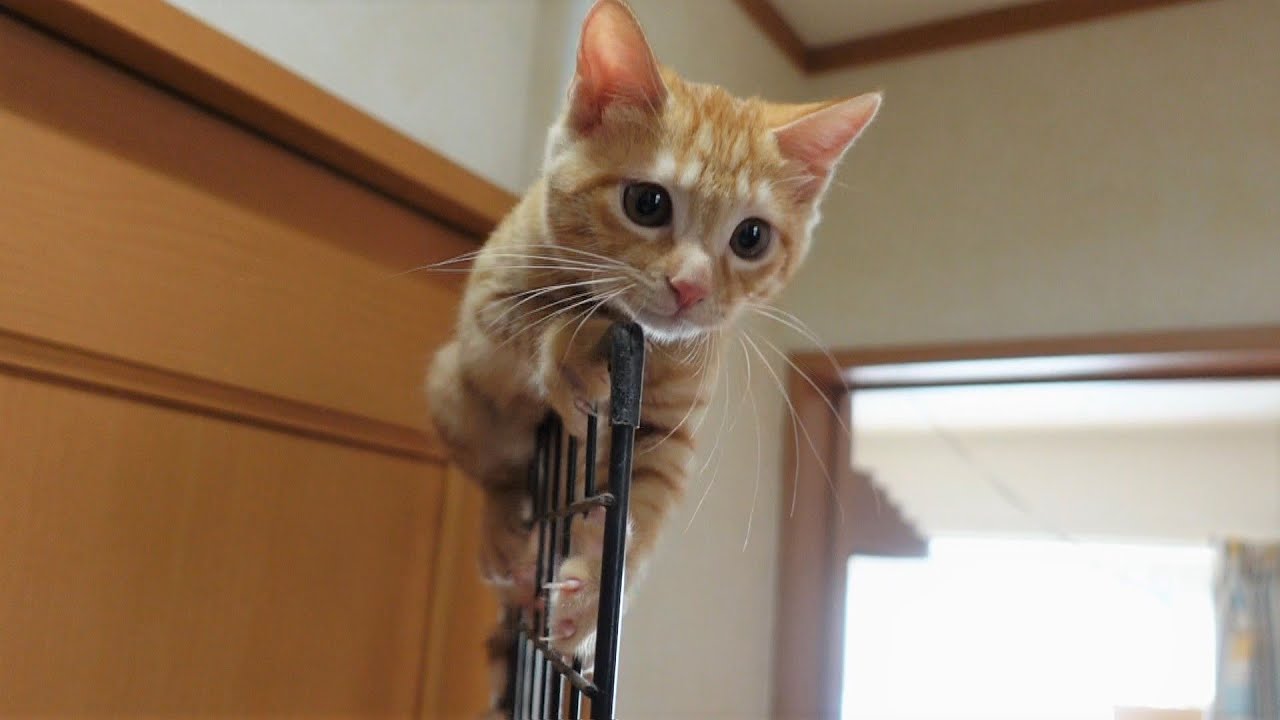 登ったはいいが降りることを全く考えてなかった子猫