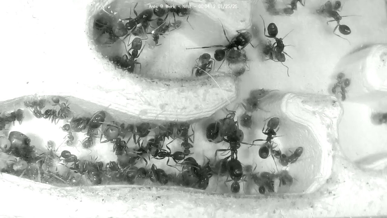 🐜 Nest, Day 1919 #2, Messor Barbarus Ant Farm Video Diary
