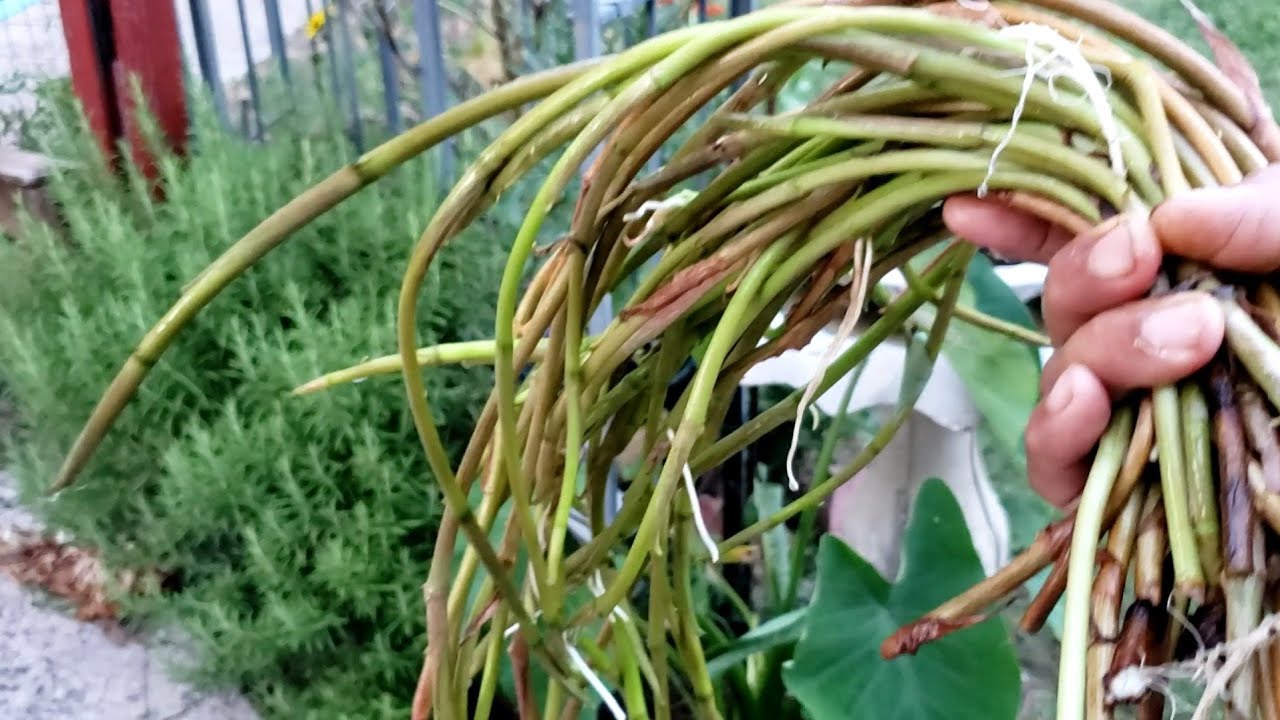 লতি কচুর চাষ। পটে অথবা বেডে লতি কচুর সহজ  ফলন। Arum Lube Root