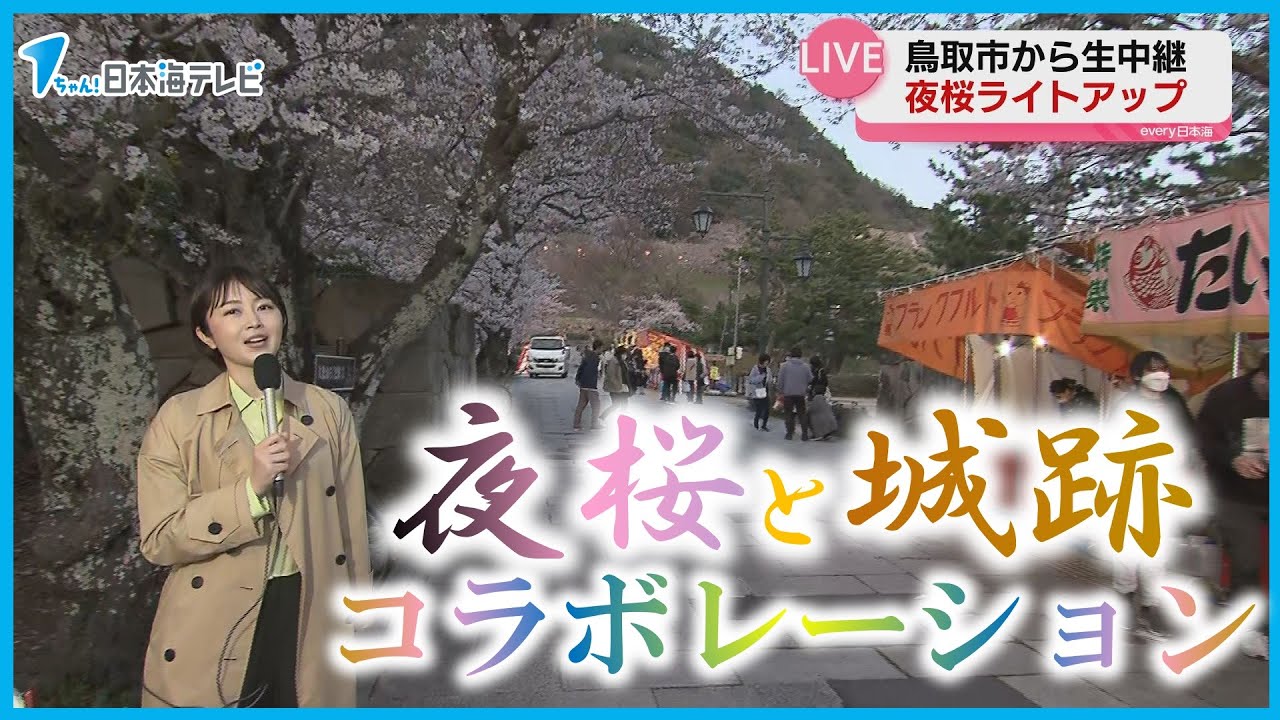 【ここでしか見られない景色】夜桜と鳥取城跡のコラボレーション　久松公園で石垣のライトアップが開始　鳥取県鳥取市